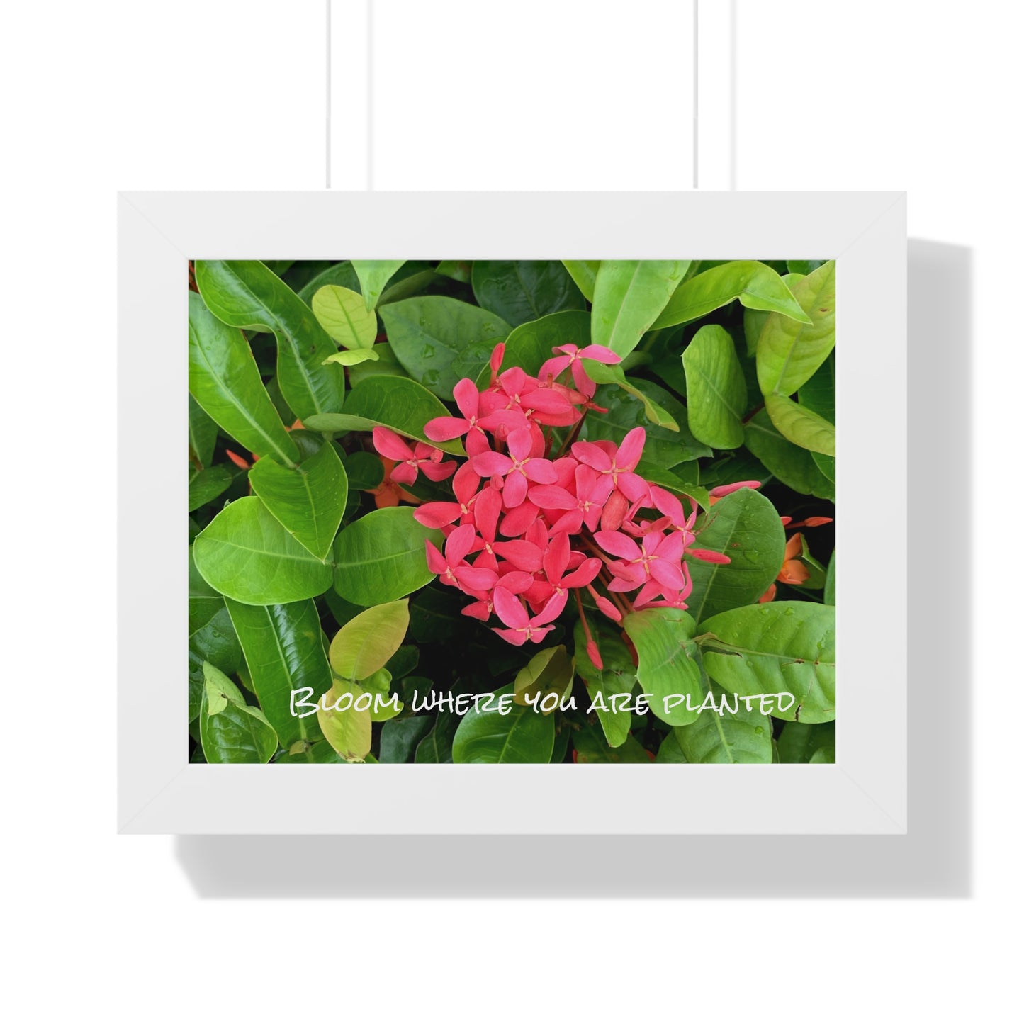 Bloom where you are planted Framed Horizontal Poster