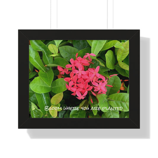 Bloom where you are planted Framed Horizontal Poster